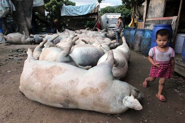 Hikmah Larangan Babi: Sains Modern Ungkap Manfaat Ilahi